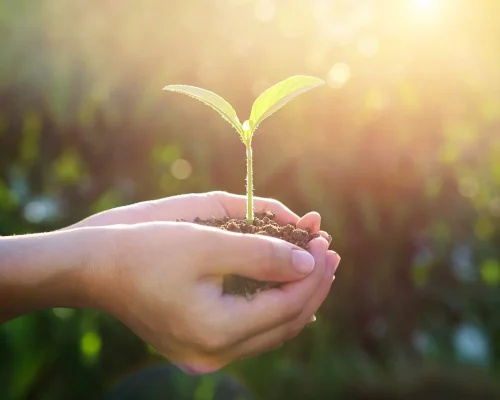 plant in the hands at sunlight.